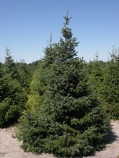 Serbian Spruce